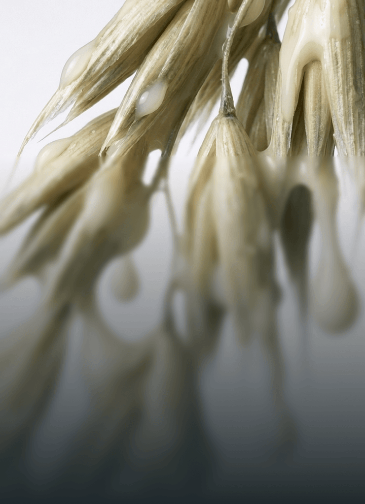 Avena Sativa (Oat) Peptide